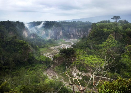 Borneo bos
