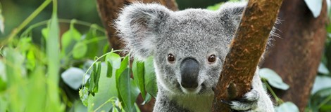 Instagram wil dat je stopt met het aanraken van koala's!