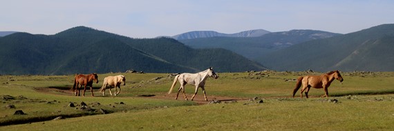 Mongolië en zijn beestenboel