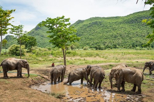 Olifanten Thailand