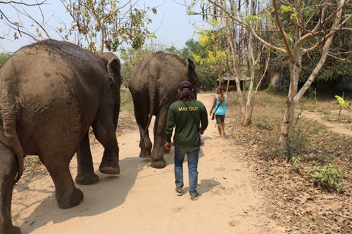 Thailand vrijwilligerswerk