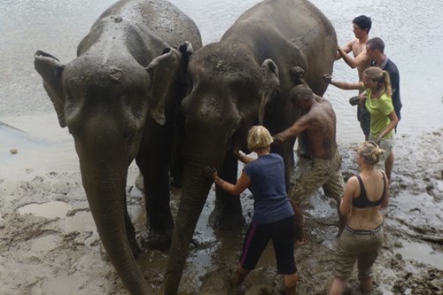 Olifanten wassen Thailand