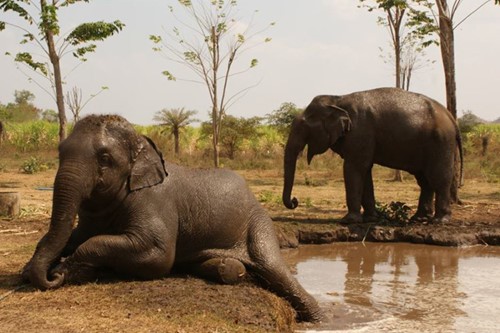 Vrijwilligerswerk olifanten Thailand