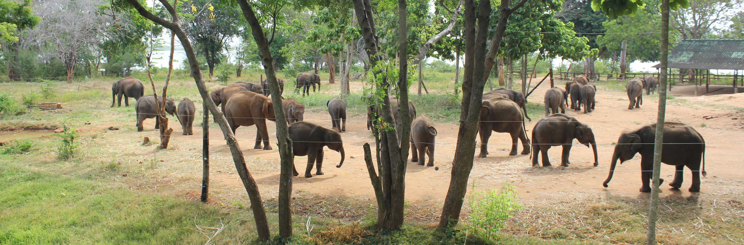 Elephant Transit Home Sri Lanka