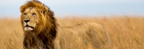 Zuid-Afrika gooit leeuw in uitverkoop