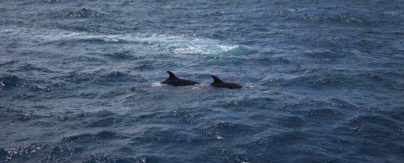 Verantwoord walvis- en dolfijnspotten op de Azoren